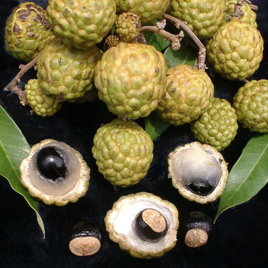 Alupag fruit Plants (Dimocarpus Didyma)