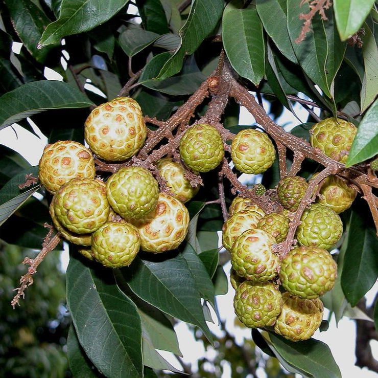 Alupag fruit Plants (Dimocarpus Didyma)