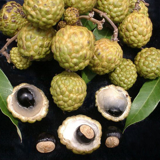Alupag fruit Plants (Dimocarpus Didyma)