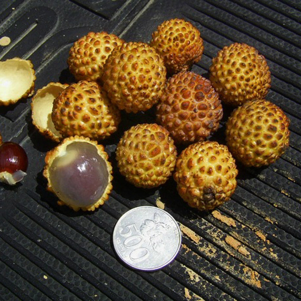 Alupag fruit Plants (Dimocarpus Didyma) – veliyathgardens