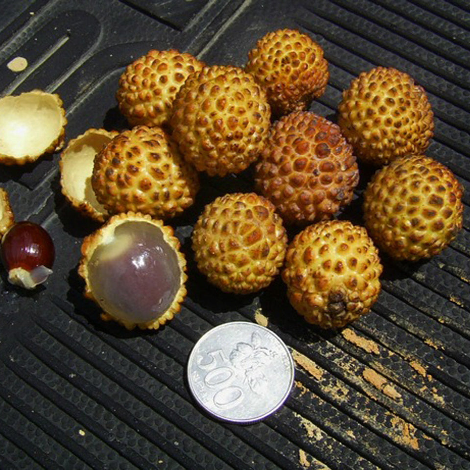 Alupag fruit Plants (Dimocarpus Didyma)