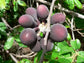 Purple Hook Berry Live Plant (Artabotrys brachypetalus )