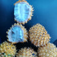 Annona Jahnii Fruit Plant (Annona Jahnii)