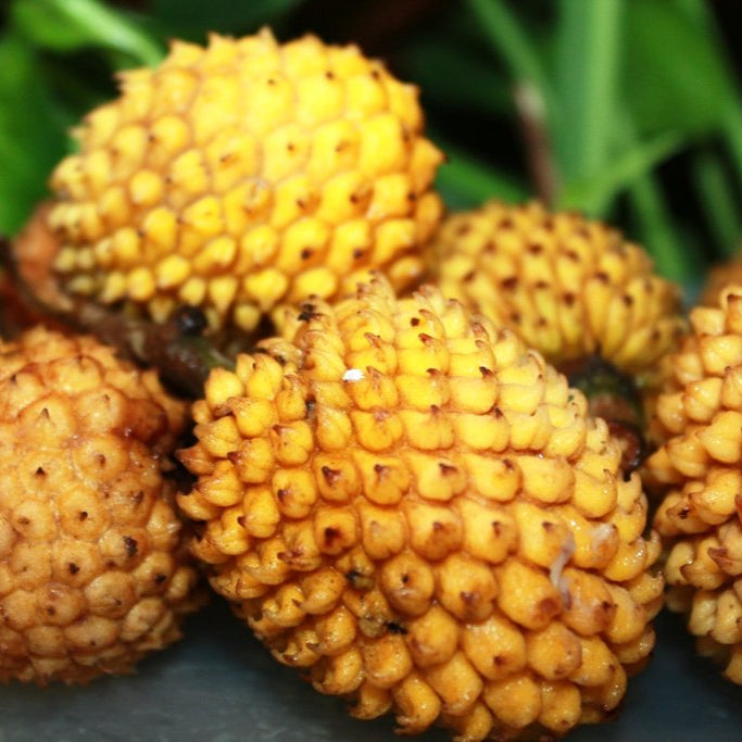 Annona Jahnii Fruit Plant (Annona Jahnii)