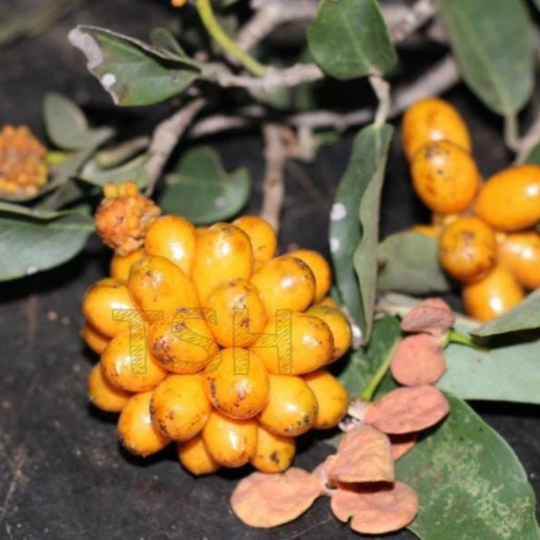 Annona leptopetala live plant