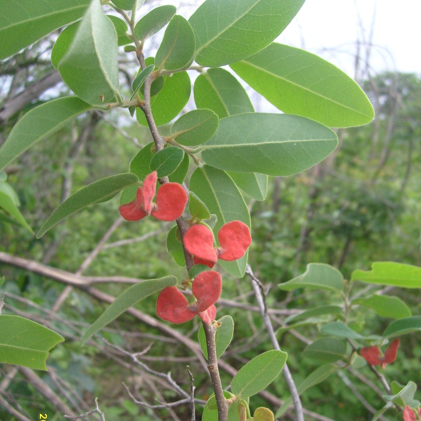 Annona leptopetala live plant