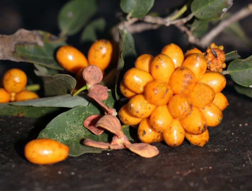 Annona leptopetala live plant