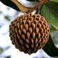 Annona Monticola Fruit  plant (Annona Monticola)