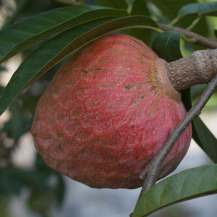 Custard Apple Fruit Plant (Annona Reticulata)