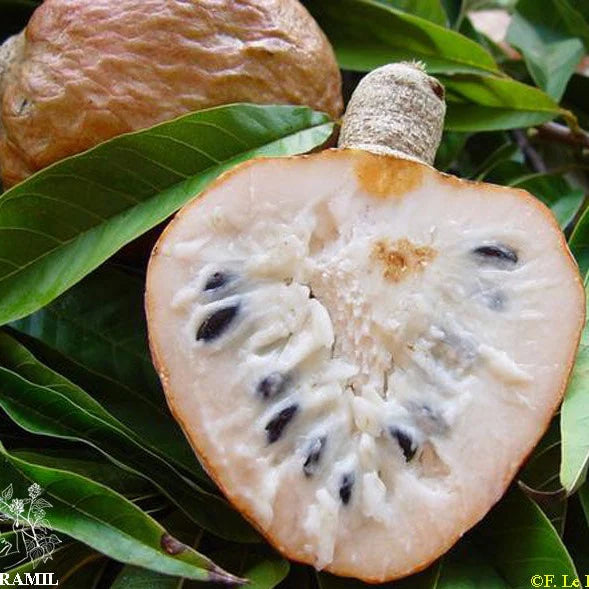 Custard Apple Fruit Plant (Annona Reticulata)