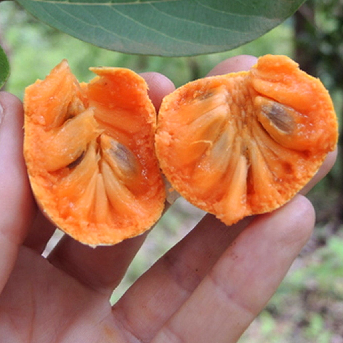 African Custard-Apple Fruit Plant (Annona Senegalensis)
