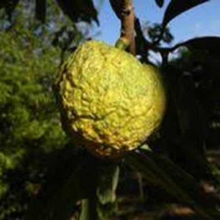 Aratimoia Fruit Plant (Annona ubatubensis)