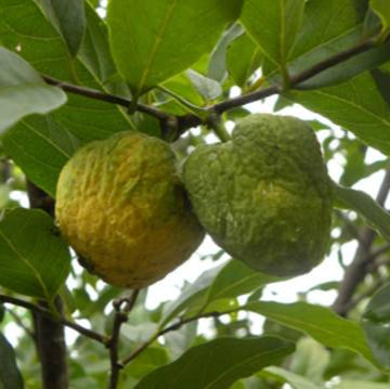 Aratimoia Fruit Plant (Annona ubatubensis)
