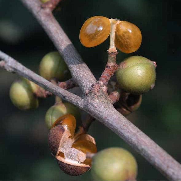 Vetty Fruit (Aporosa Lindleyana) Live Plant – veliyathgardens