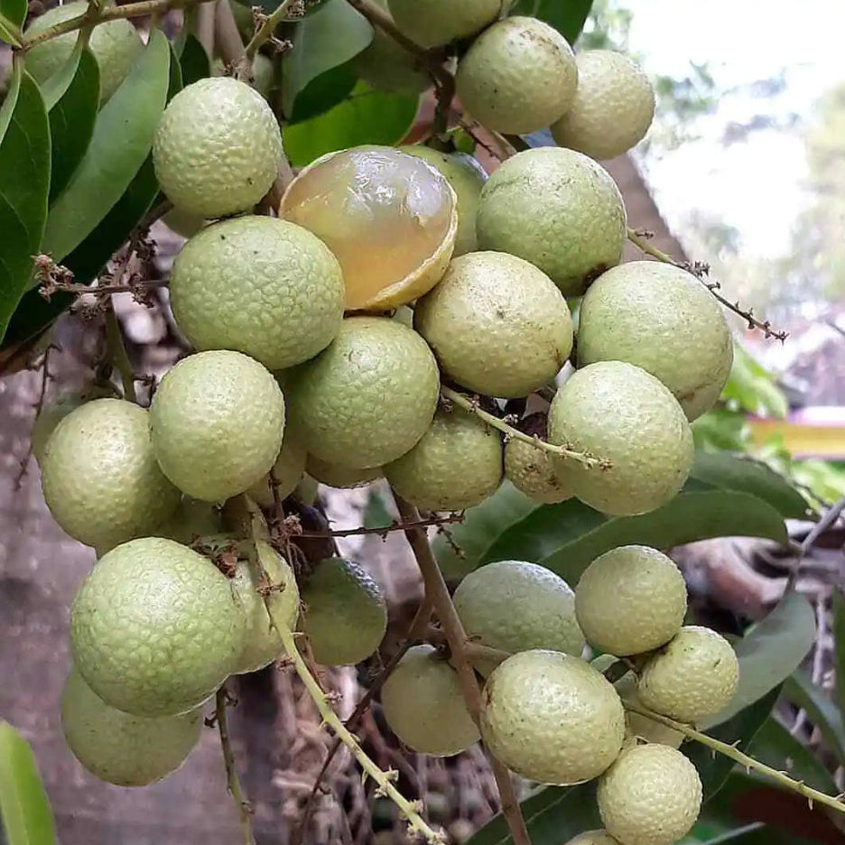 Aroma Durian Longan Live Plant (Dimocarpus longan)