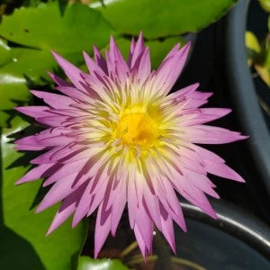 Arunvaree Tropical Water Lilly Live Plant
