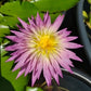 Arunvaree Tropical Water Lilly Live Plant