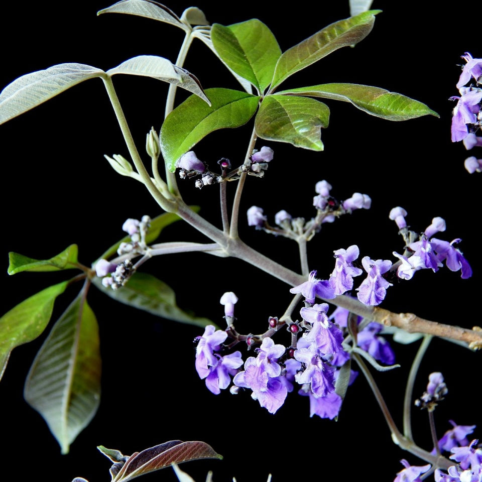 Taruma Cherry Live Plant (Vitex polygama)