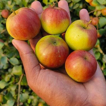 Ball Sundari Apple Ber Live Plant (Ziziphus mauritiana)