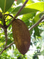 Banana Sapote Live Plant