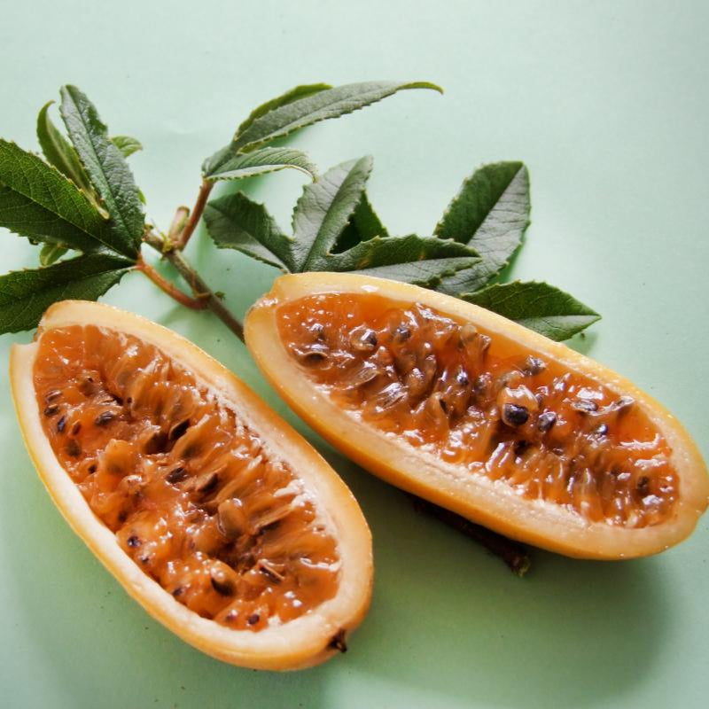 Banana Passion Fruit Plant (Passiflora tripartita mollissima)
