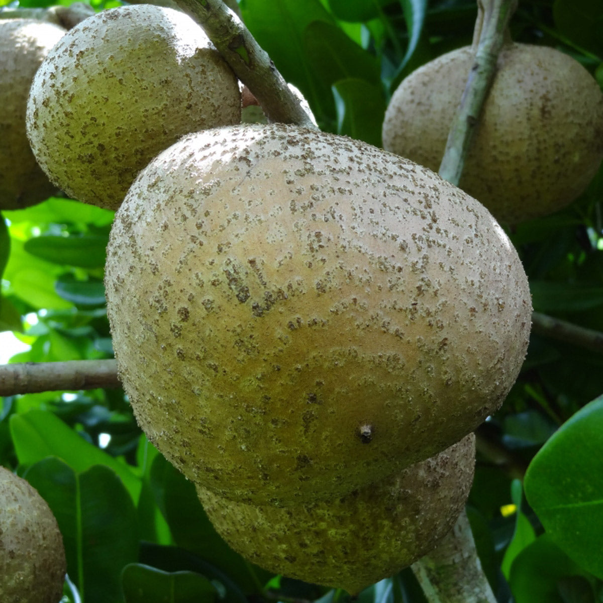 African Mammee Apple Fruit Plant (Mammea africana): A Valuable Tropical Treasure