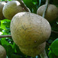 African Mammee Apple Fruit Plant (Mammea africana): A Valuable Tropical Treasure