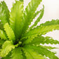 Bird's-nest fern Live Plant (Asplenium nidus )