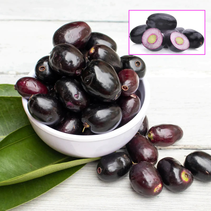 Black Jamun Fruit Plants (Syzygium Cumini)