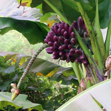 Burmese Blue Banana Live Plant (Musa itinerans)