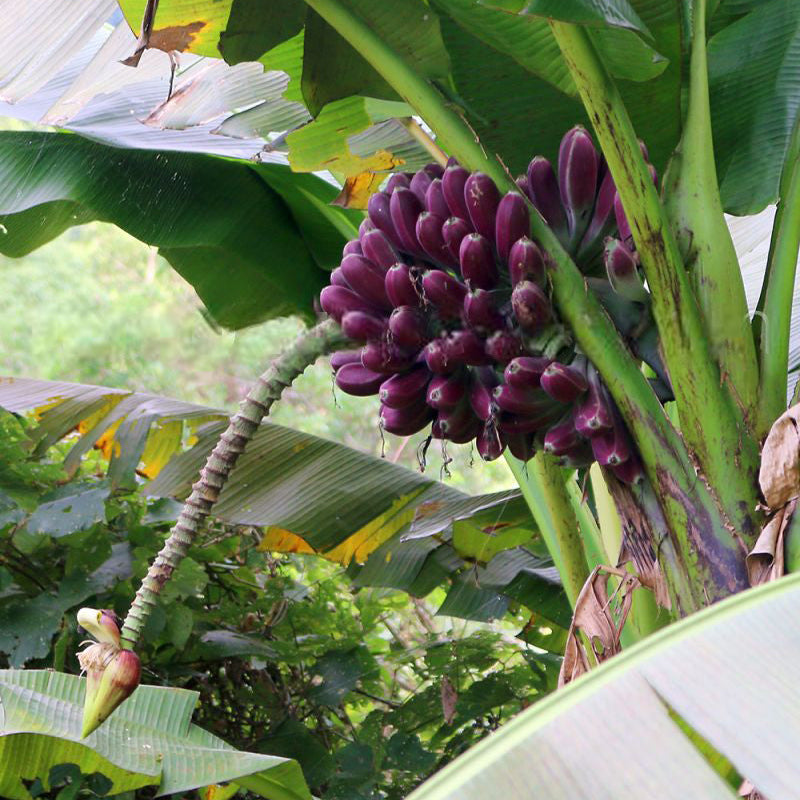 Burmese Blue Banana Live Plant (Musa itinerans)