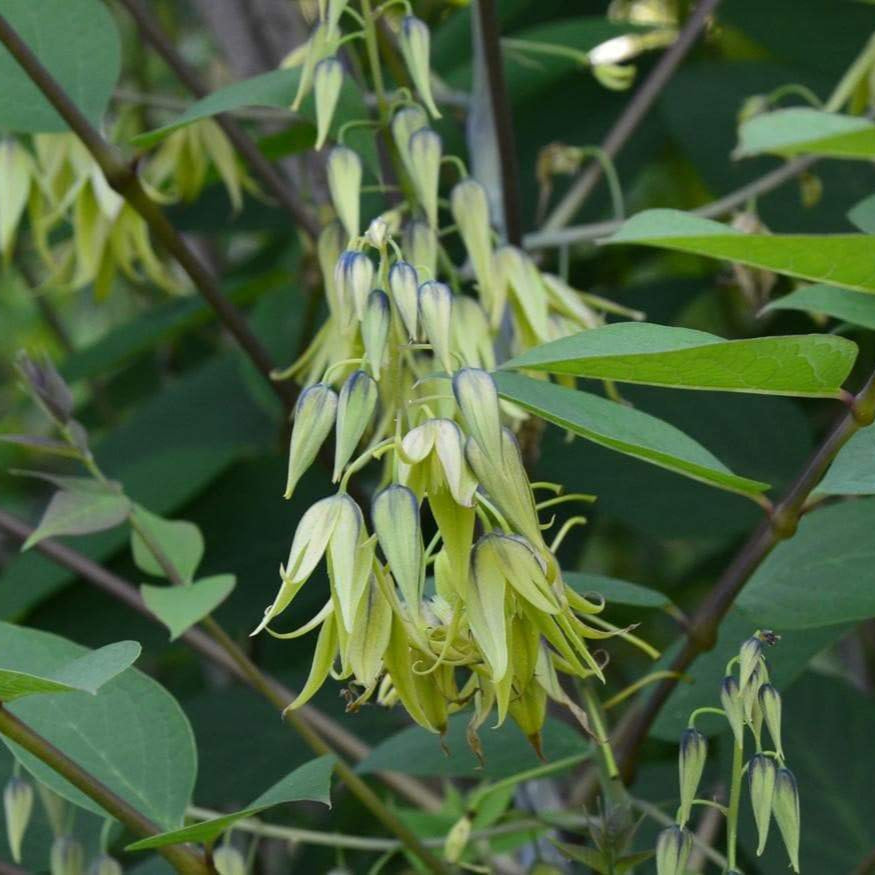 Blue Sausage Fruit Live Plant (Decaisnea Fargesii)