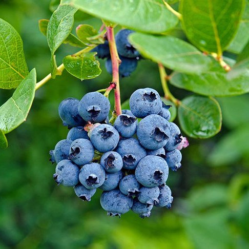 Blueberry Fruit plant (Vaccinium sect. Cyanococcus)