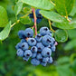 Blueberry Fruit plant (Vaccinium sect. Cyanococcus)