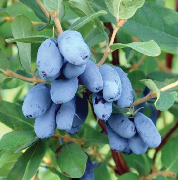 Honey Berry Live Plant (Lonicera caerulea)