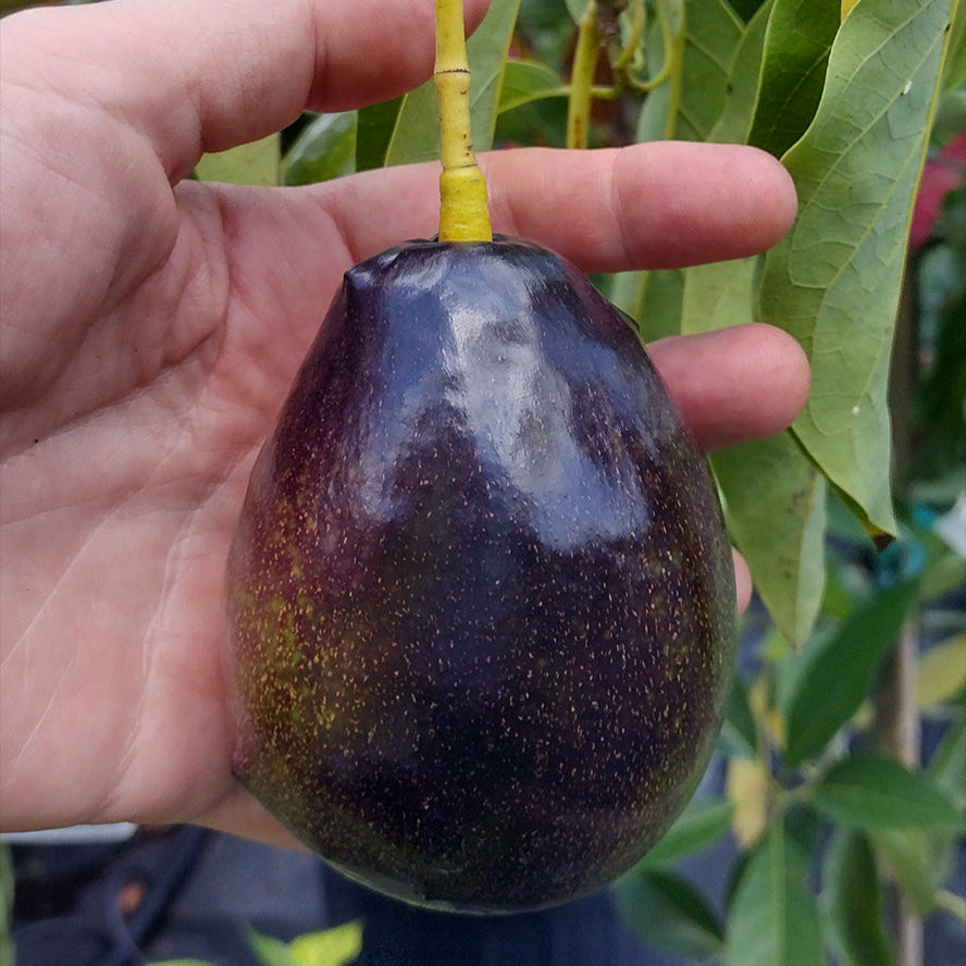 Brogden Avocado LIve Plant(Persea americana 'Brogden')