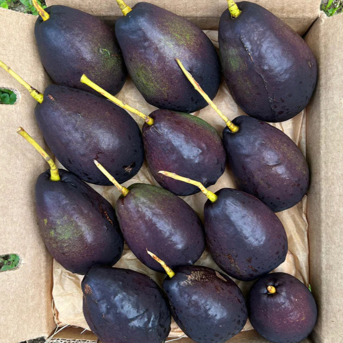 Brogden Avocado LIve Plant(Persea americana 'Brogden')