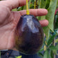 Brogden Avocado LIve Plant(Persea americana 'Brogden')
