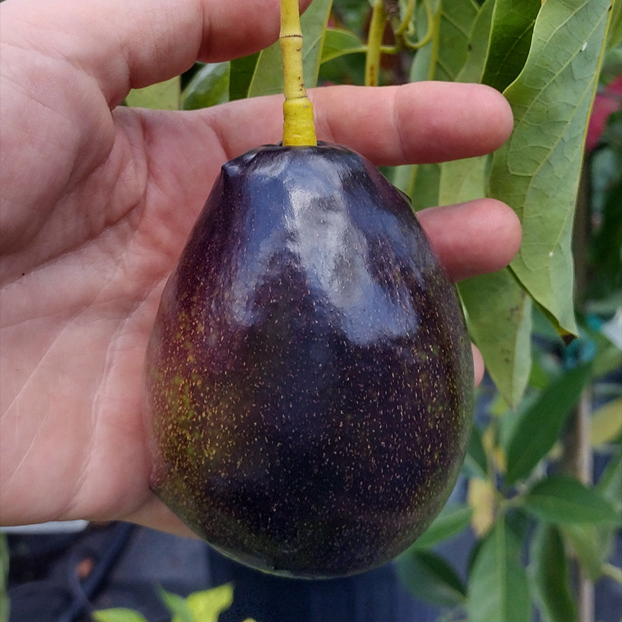 Brogden Avocado LIve Plant(Persea americana 'Brogden')