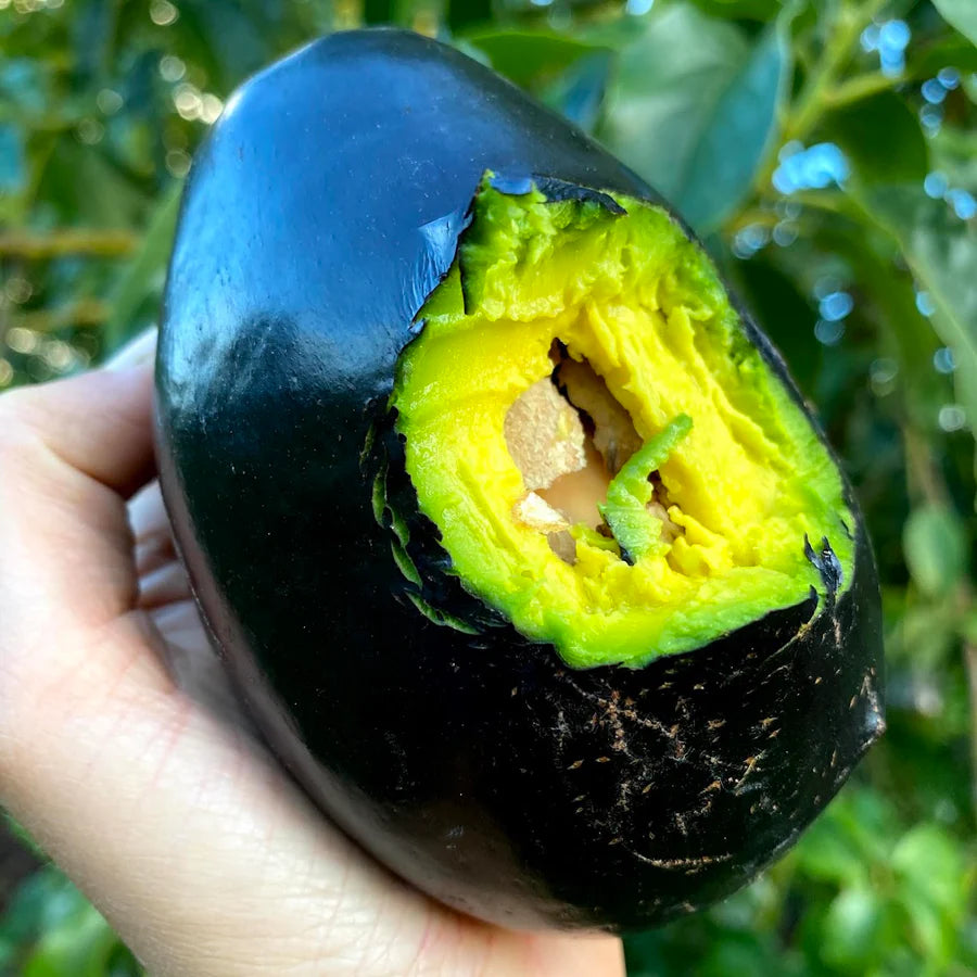 Brogden Avocado LIve Plant(Persea americana 'Brogden')