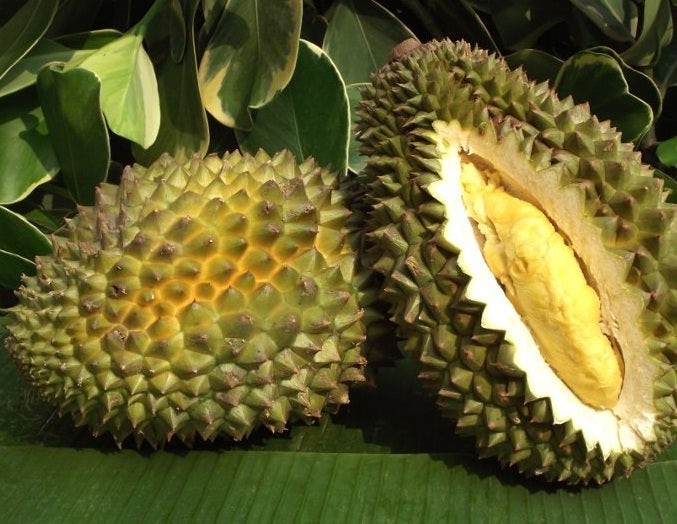 Durian Chanee Live Plant