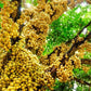 Burmese Grape Fruit Plants (Baccaurea ramiflora)