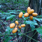 Talisia guianensis Live Plant