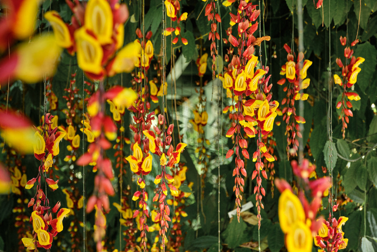 Lady Shoe Yellow Live Plant (Thunbergia mysorensis)