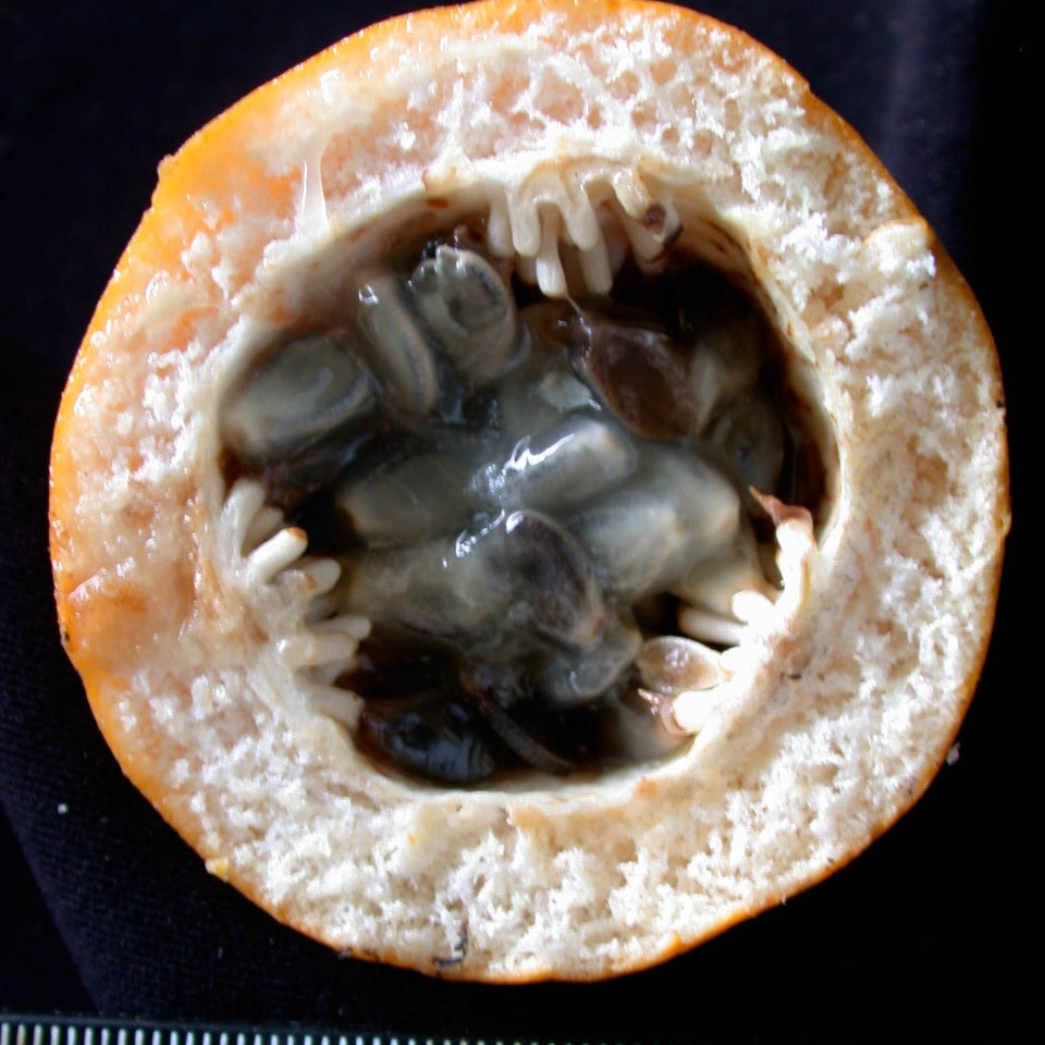 Bell Apple Fruit Plant (Passiflora nitida)