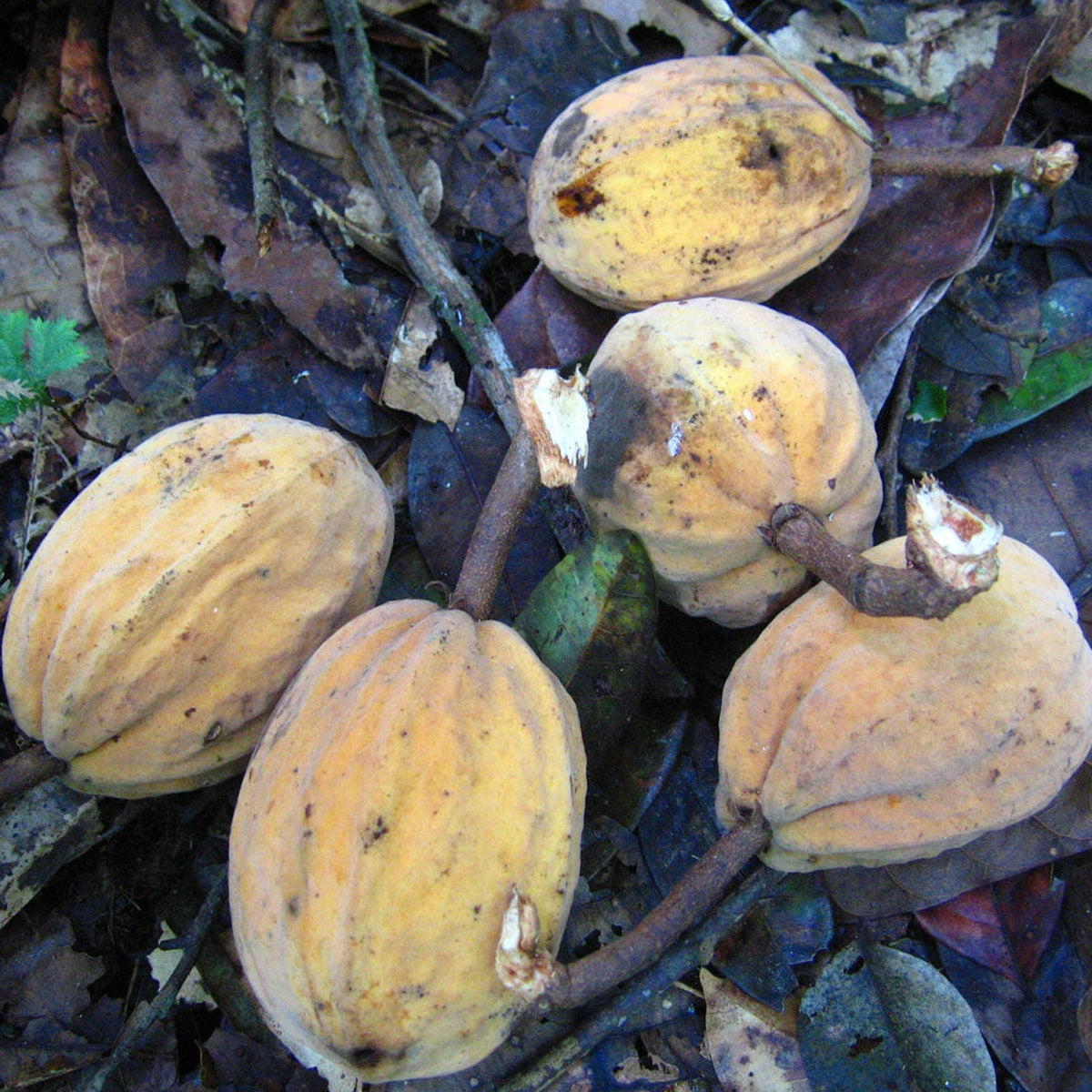 Cacaui Live Plants (Theobroma Speciosum)