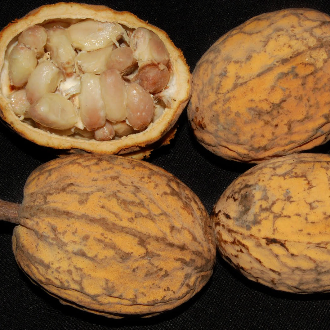 Cacui Cacaui Live Plants (Theobroma Speciosum) – veliyathgardens