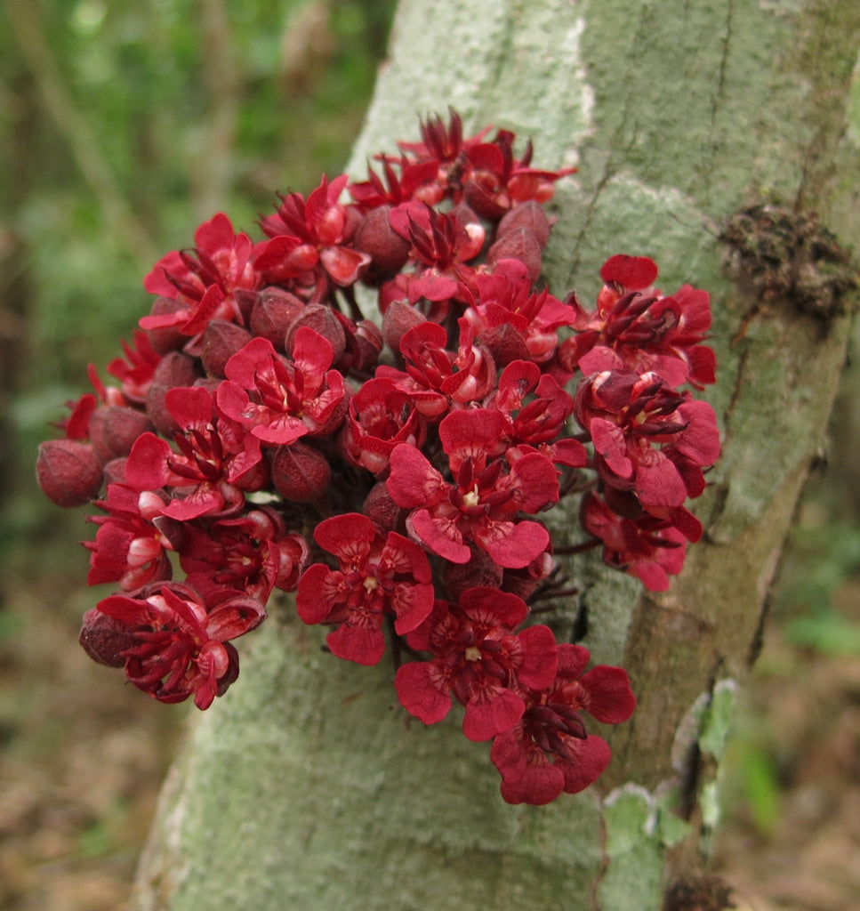 Cacaui Live Plants (Theobroma Speciosum)