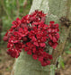 Cacaui Live Plants (Theobroma Speciosum)