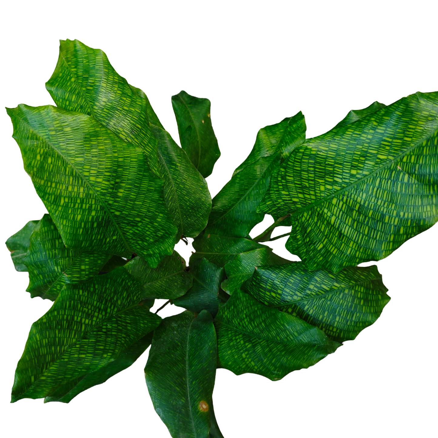 Calathea Musaica Live Plant
